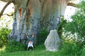 На руках по Африке Baobab, Botswana,IMG_9343